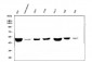 Anti-FH Antibody Picoband™ (monoclonal, 9D8)